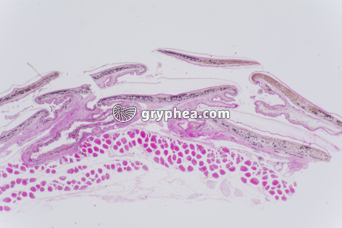 Peau de reptile CT x10 - gryphea.com